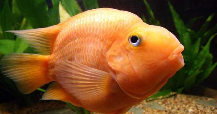 MISIEKZOO Pielęgnice - Pielęgnica Papuzia Red / Papuzia Yelow