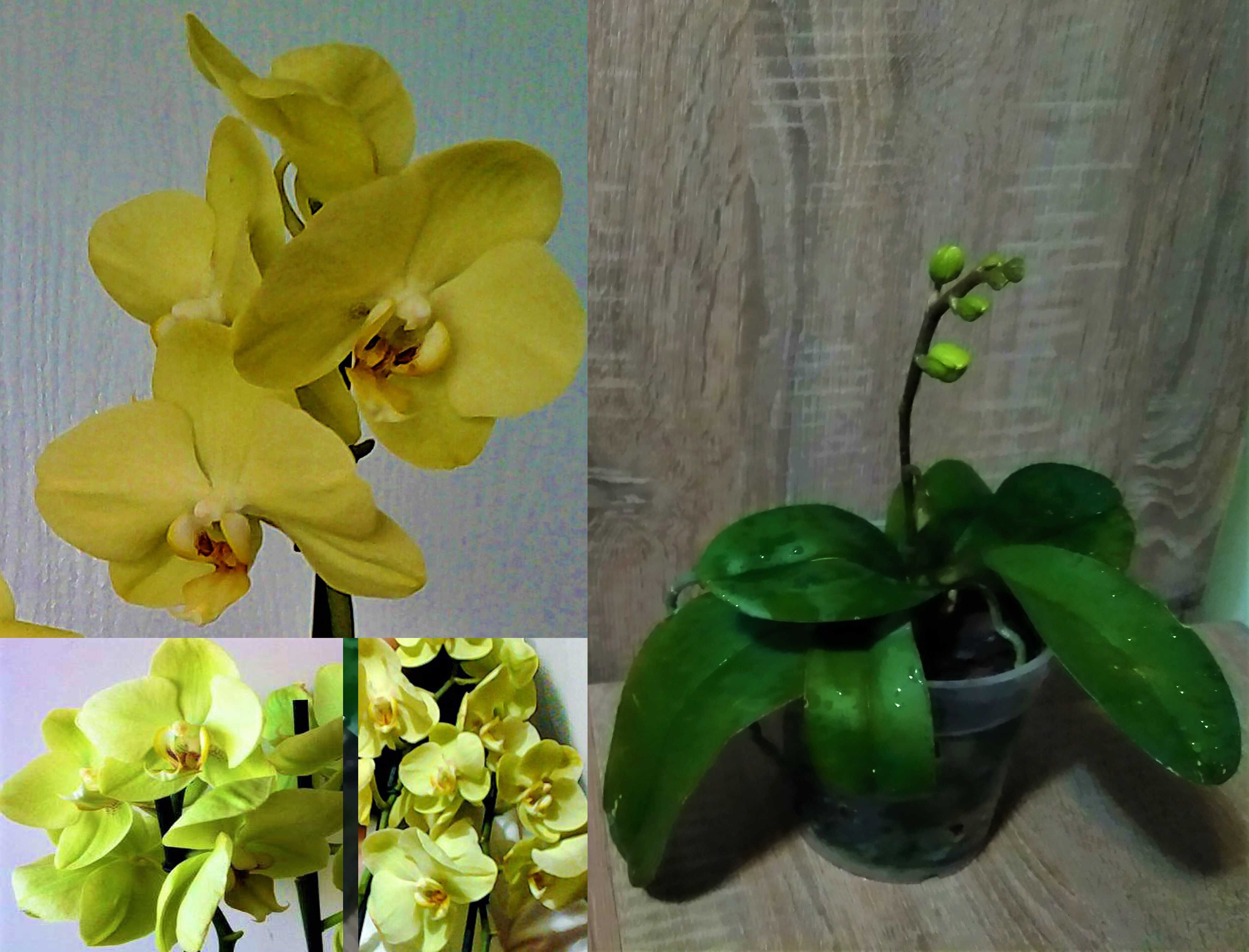 глоксиния Афина листики орхидея лимонная