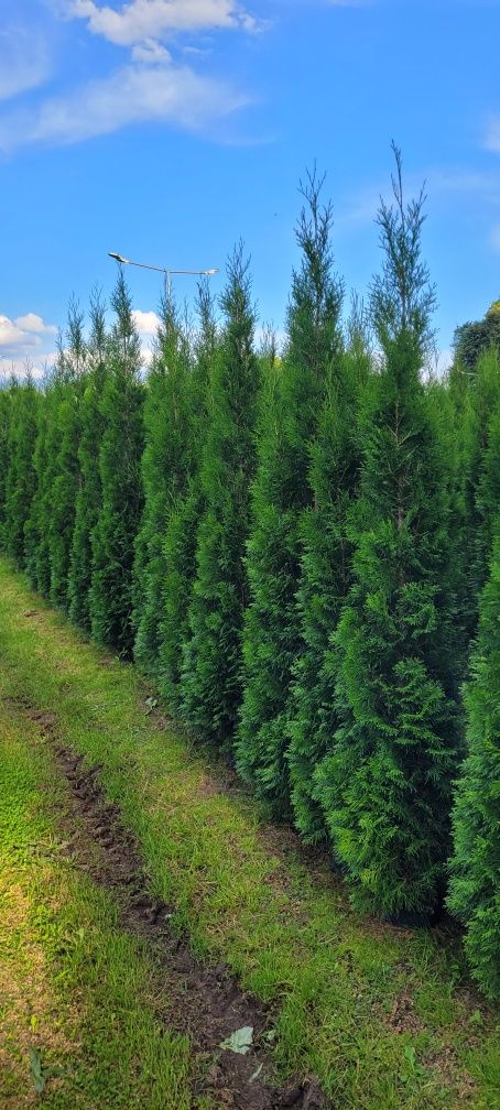 Tuja Smaragd 120 cm tuje szmaragd 100 thuja thuje wroclaw