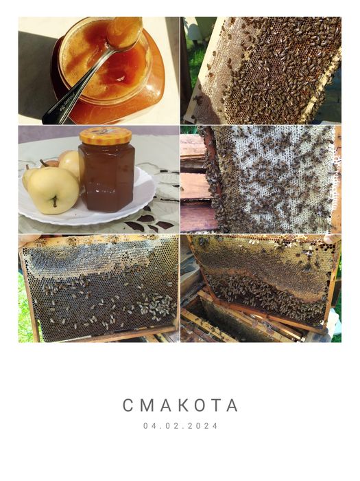 Мед лісовий з Карпат