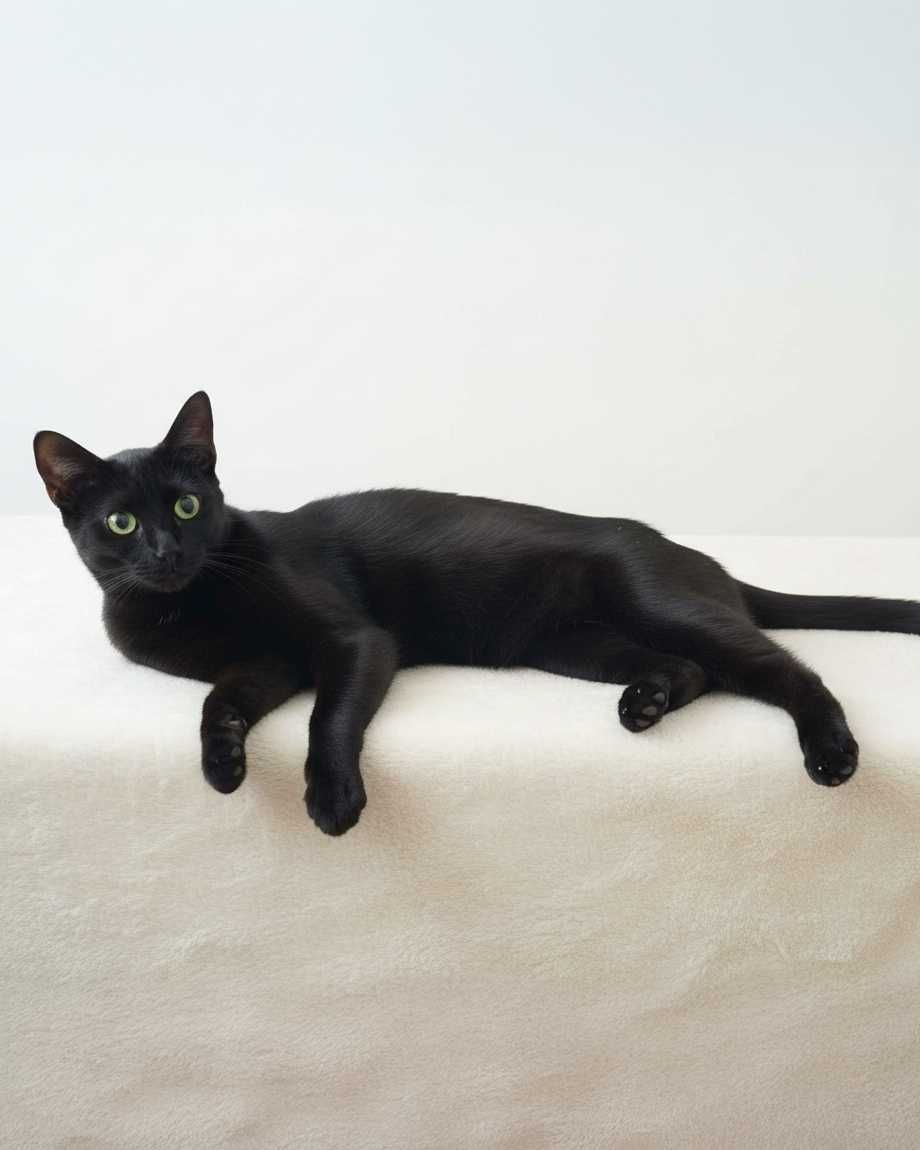 Setúbal / Margem Sul / Lisboa — BEETLEJUICE, gatinho para adoção