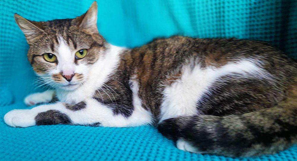 Брітні, біло-смугаста кішечка, шукає сім’ю! кішка 1рік,  кошка кошеня