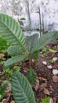 Planta Nespereira