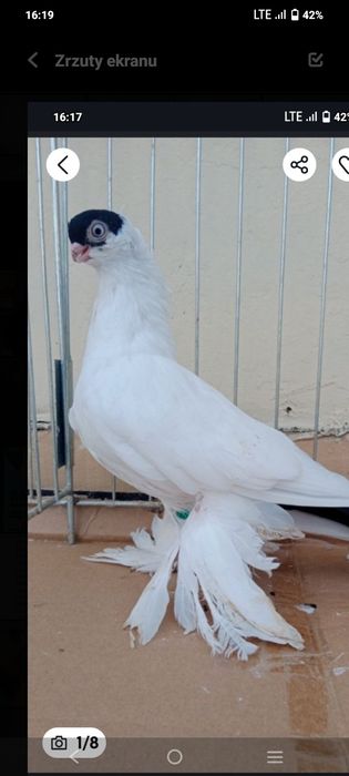 Gołębie ozdobne krymka białostocka czarny samiec 25