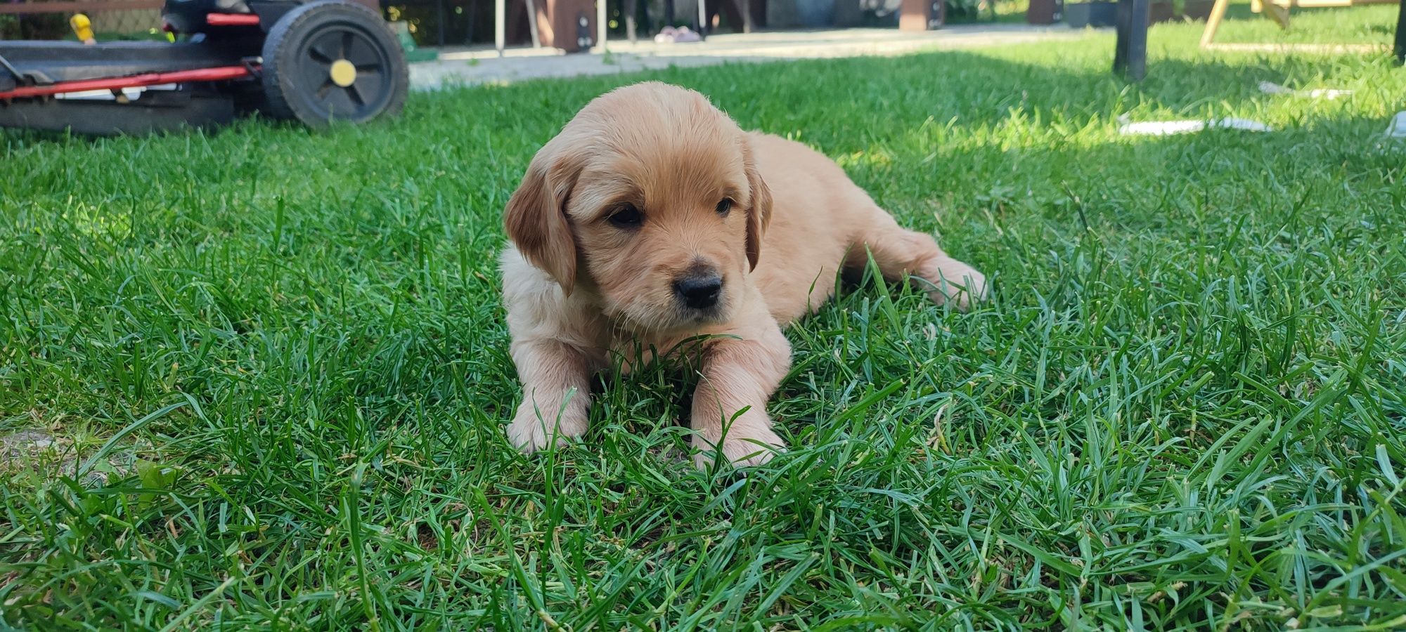 Szczeniak Golden Retriever