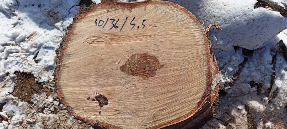 Blat plaster  na stolik  brzoza do 70cm