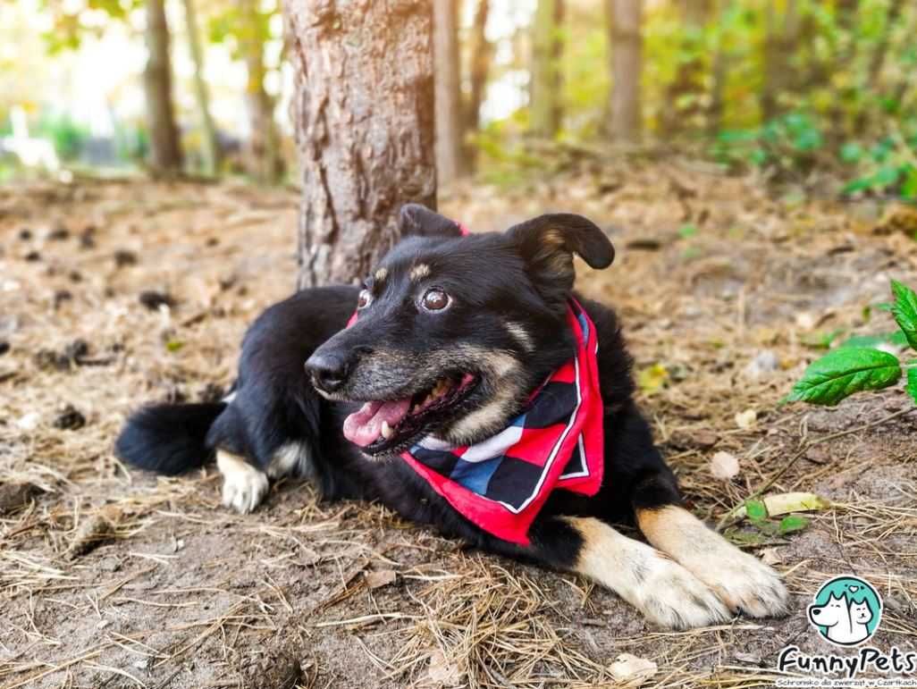 Pomożesz przezwyciężyć lęki Suzi? Adoptujesz?