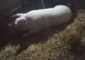 Tucznik, świnia biala