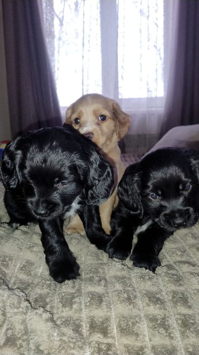Цуценята кокер- спаніеля! 
У
