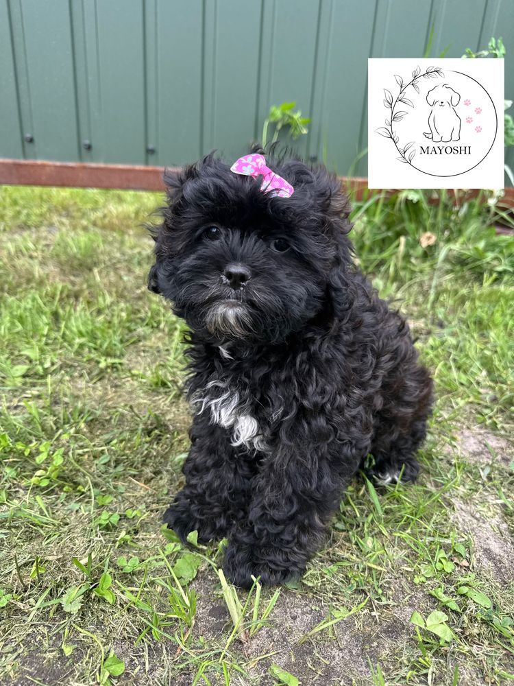 Gazela Suczka DO ODBiORU Shihpoo Maltipoo Wyprawka Badania genetyczne