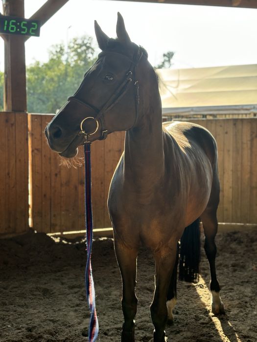 Ogłowie CWD cob brązowe