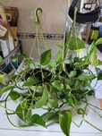 Planta Scindapsus