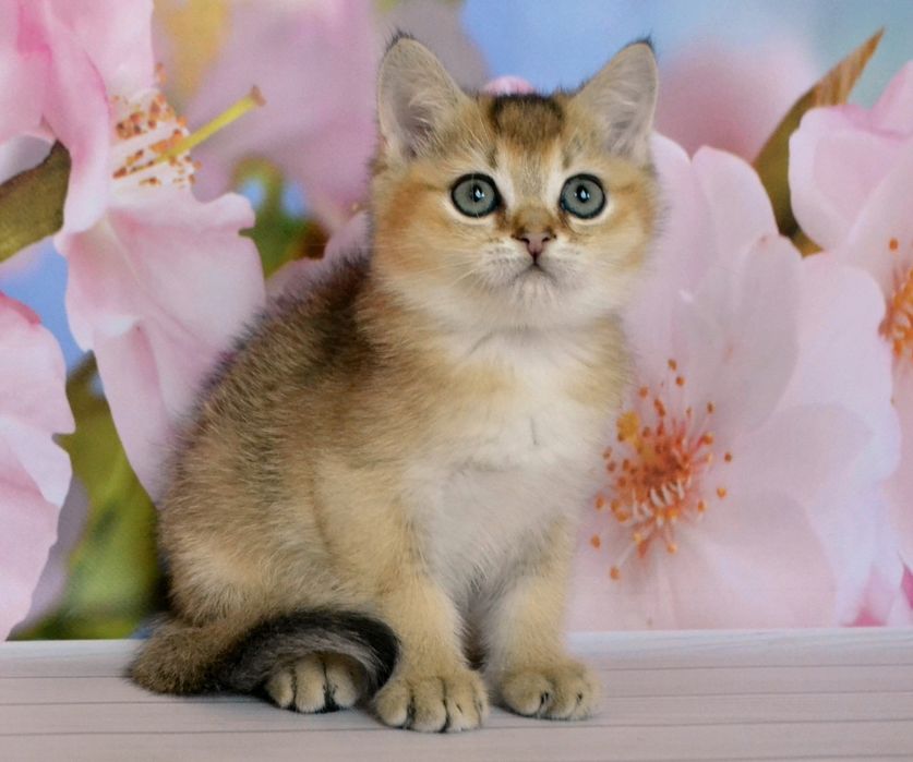 Нежные котята золотые шиншиллы