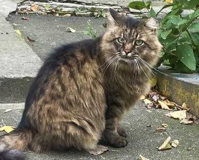 Марсель, 3р - казковий пухнастик з зеленими очима / кіт кішка кот