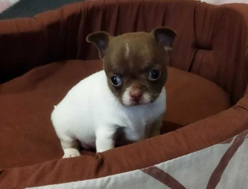Замечательная девочка чихуахуа.