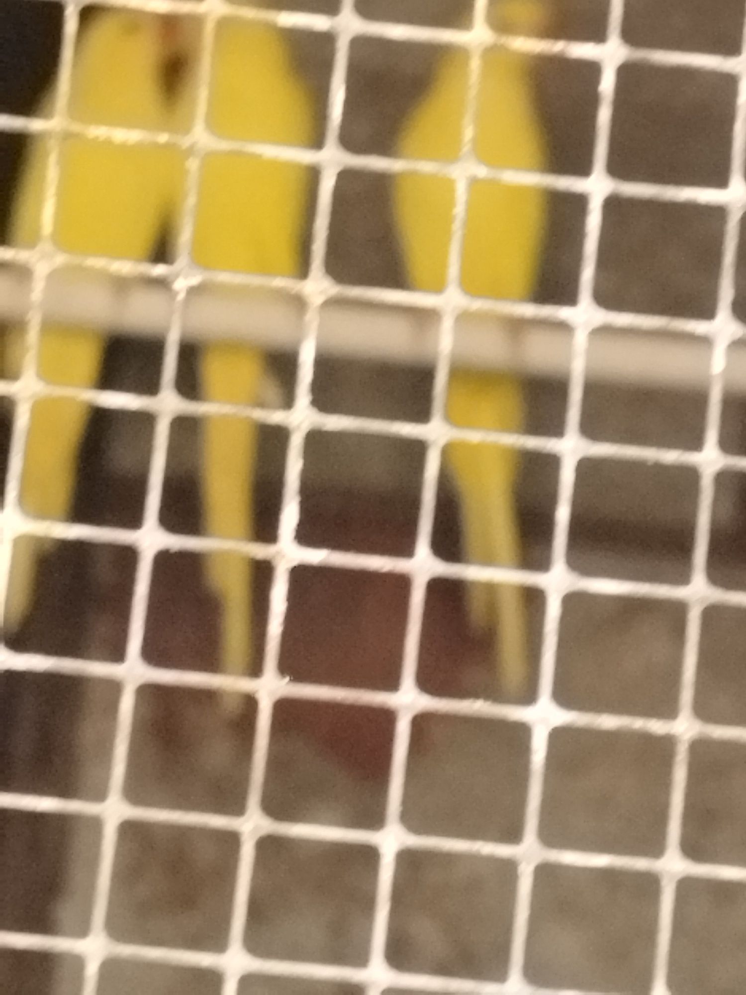 Aves psetacideis