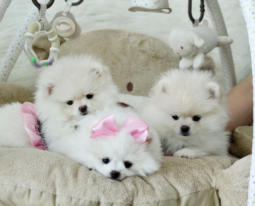 Девочки и мальчики белого окраса