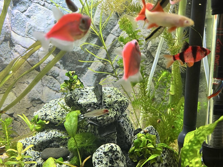 Продам Тернецію