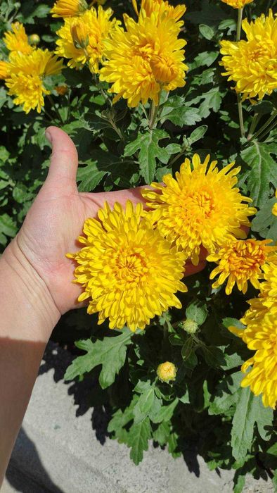 хризантема корейская