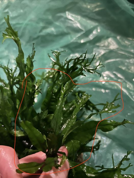 Microsorium pteropus windelov