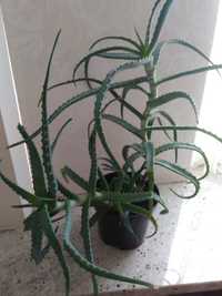 Aloes drzewiasty w doniczce wieloletni 54 cm dla zdrowia,urody warto