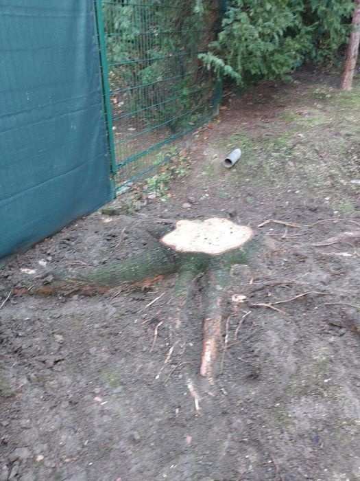 Wycinka drzew, frezowanie pni i karczowanie terenu!