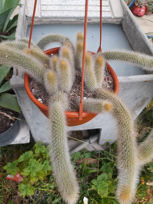 Vendo rabos de macaco