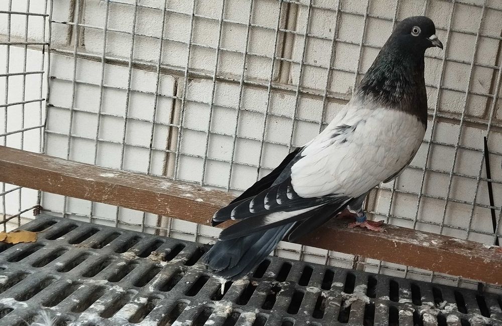 Kirowogradzkie  mikolajewskie