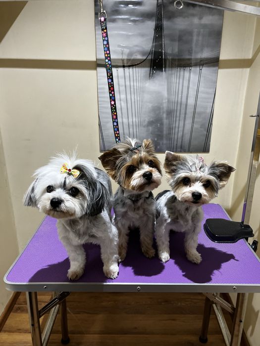 Domowy hotel dla psow - opieka dzienna, weekendowa i dluzsza - Gdynia