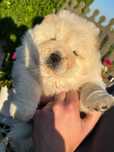 Chow chow Kremowa suczka