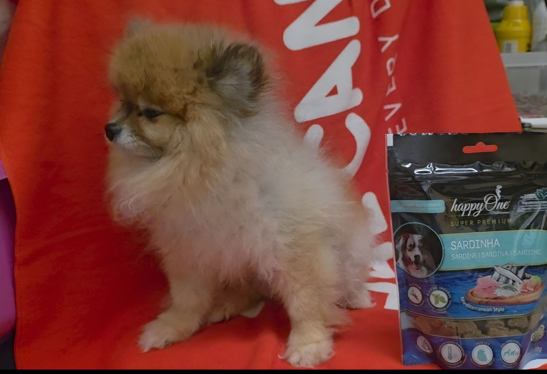 Lulu pomerania femea 5 anos