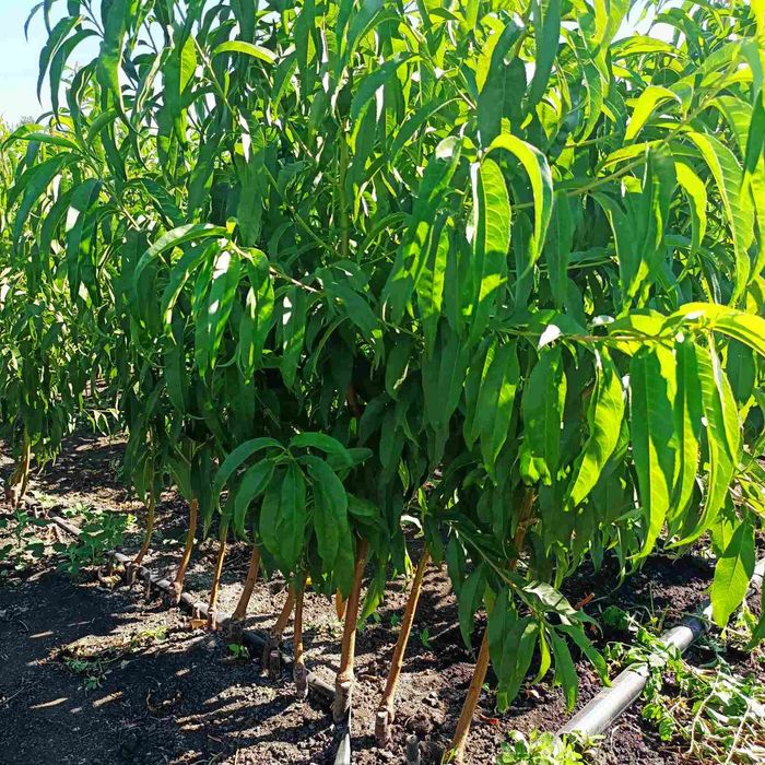 Саженци плодових дерев