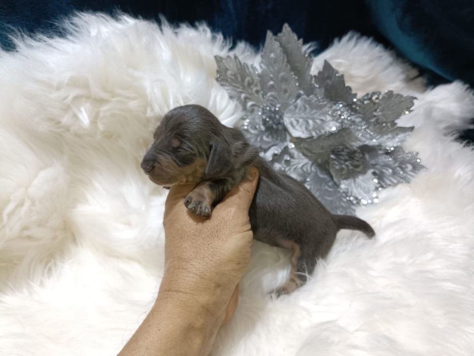 Teckel mini macho azul tan