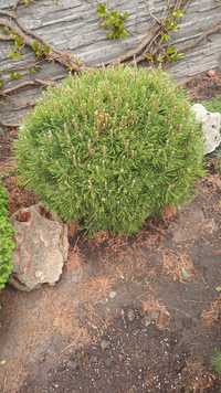 Сосна гірська Мінімопс карликова декоративна хвойна рослина Minimops
