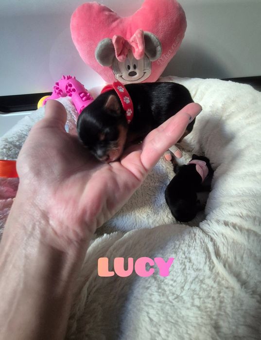 Suczka mini klasyczna Lucy