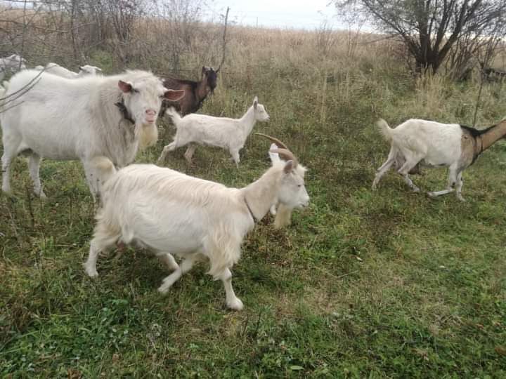 Продам кози є різні і різні ціни