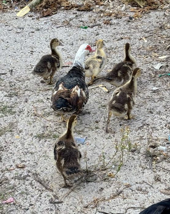 Patos disponiveis para entrega imediata