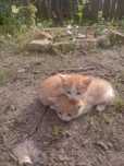 Віддам у добрі руки кошенят