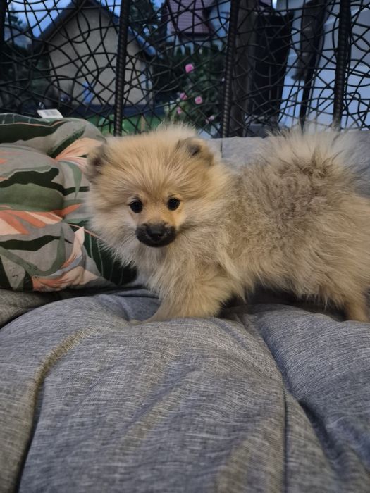 Szpic miniaturowy chlopak