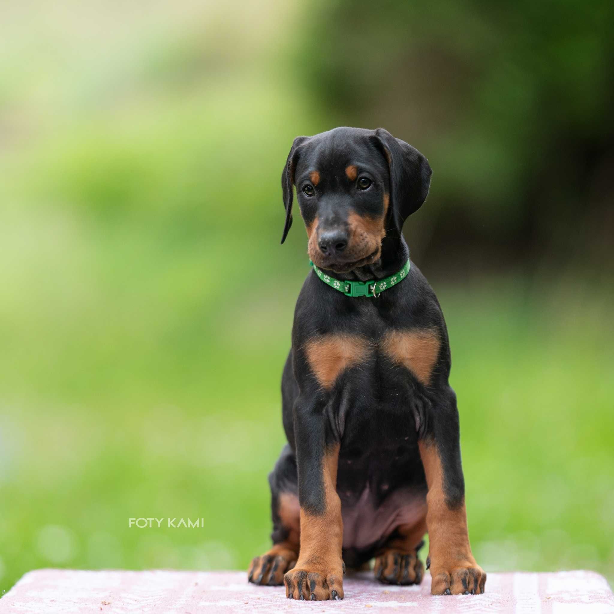 Doberman FCI  Ślicznotka