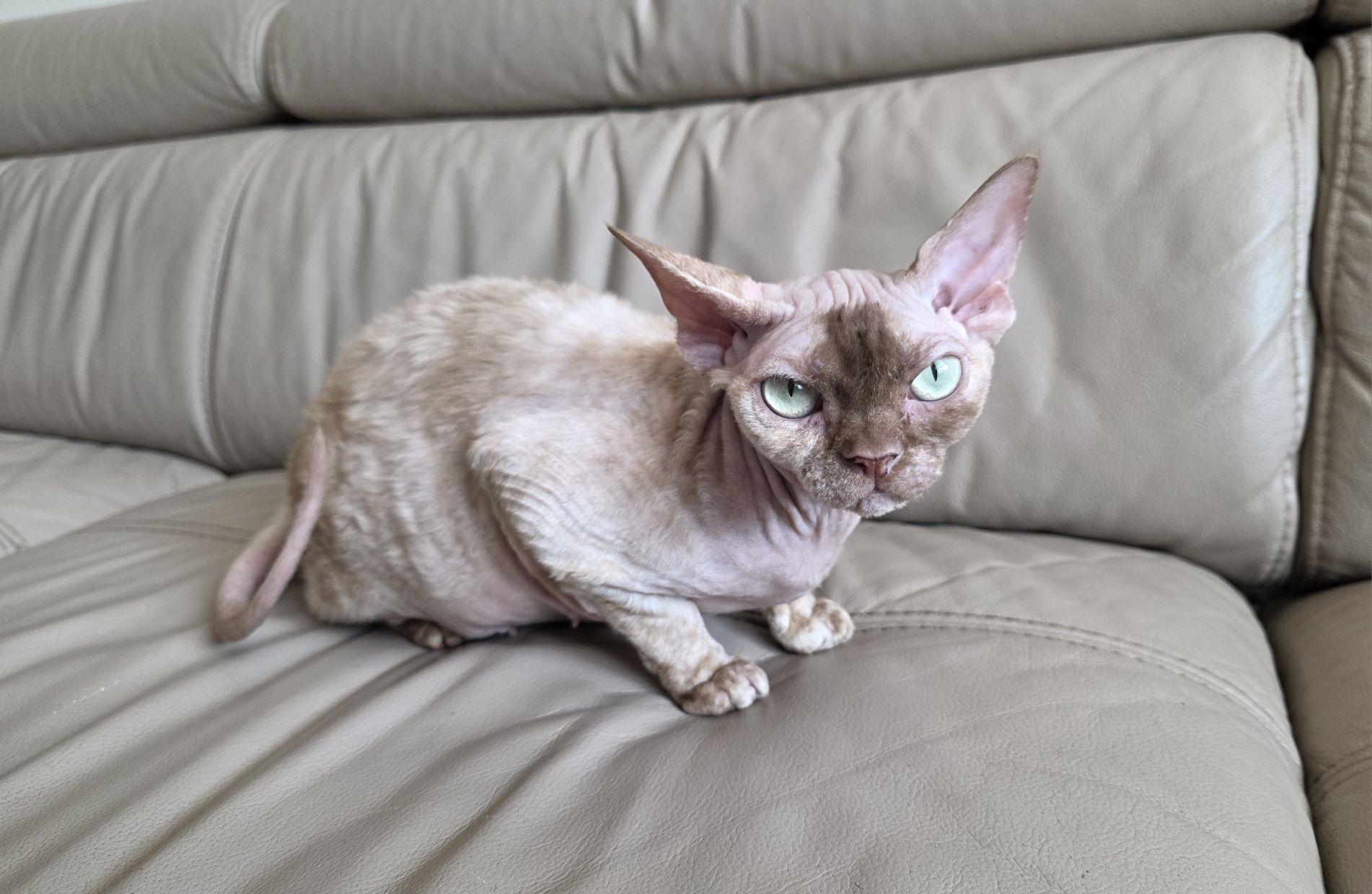 Devon Rex - Endorfinka - Gotowa do zmiany domku - Trójmiasto