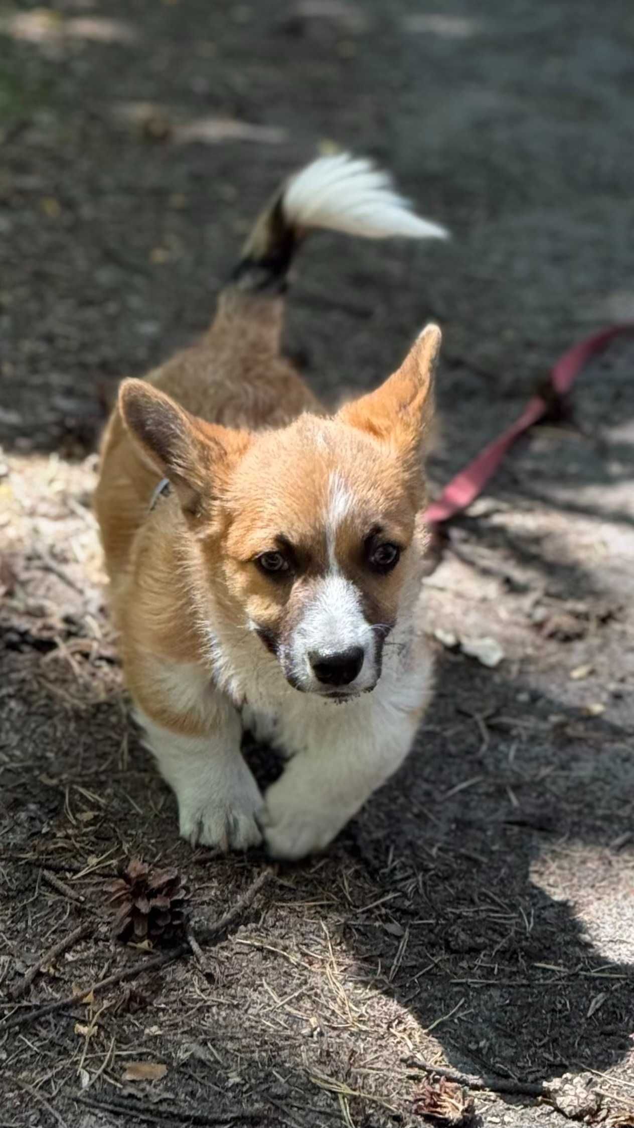 Szczeniak Welsh Corgi Pembroke FCI