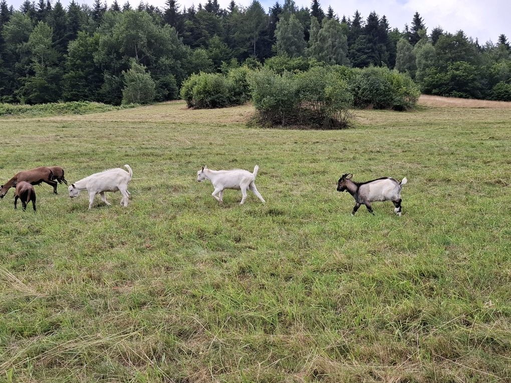 Sprzedam : capki , kózki , baranek.