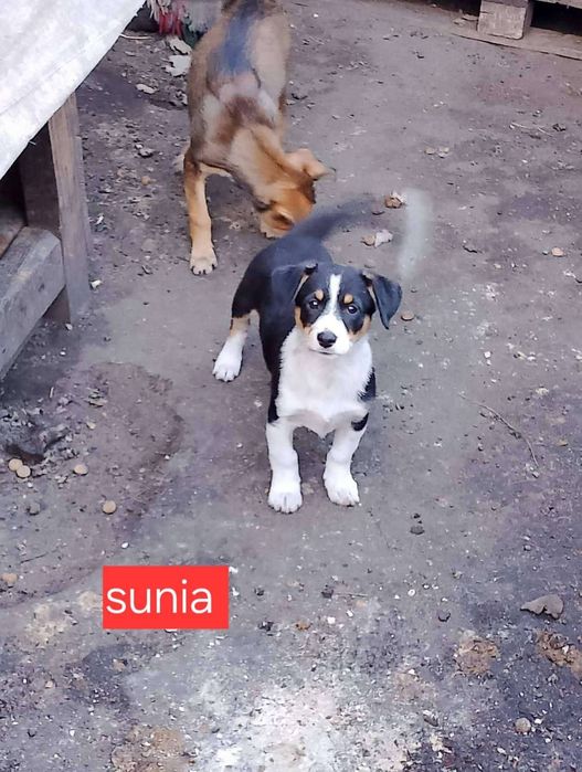 Szczeniaki do adopcji