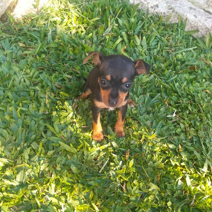 Pisncher miniatura fêmea