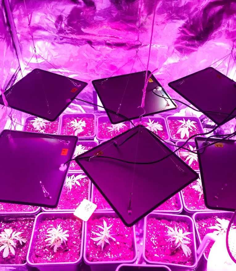 Фітолампа (225LED) Повного Спектру. Мікрозелень Зелень Квіти Гроубокс
