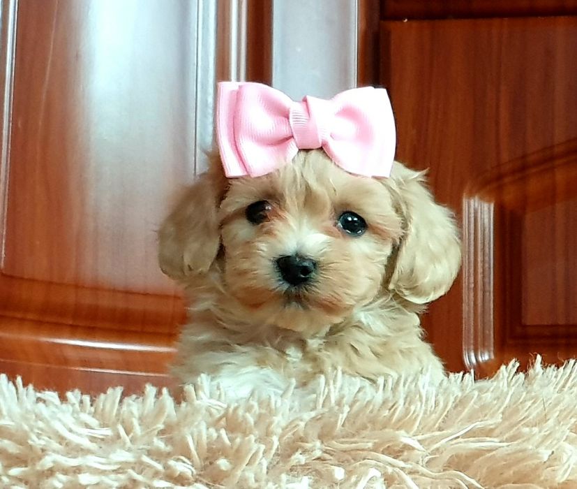 Maltipoo słodkie urwisy