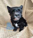 York piesek WIKING Black Yorkshire Terrier -dostępny