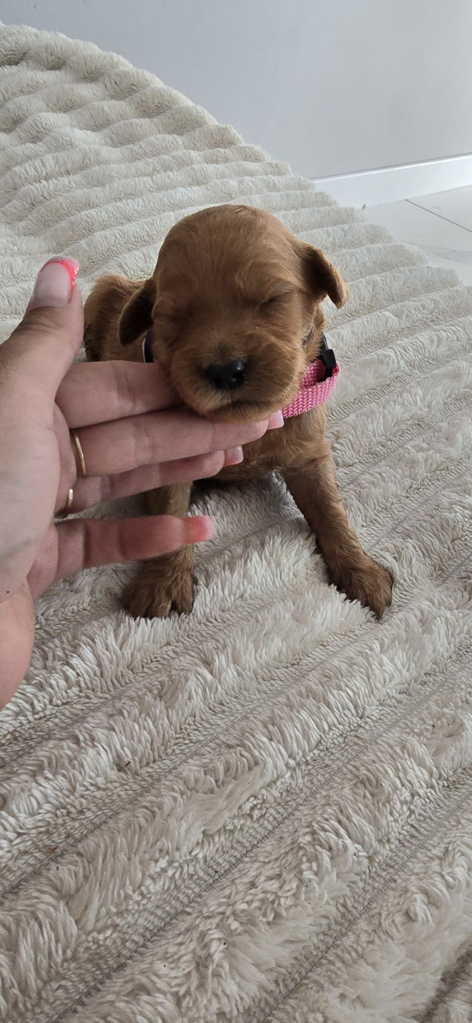 Goldendoodle f1 medium red-brown
