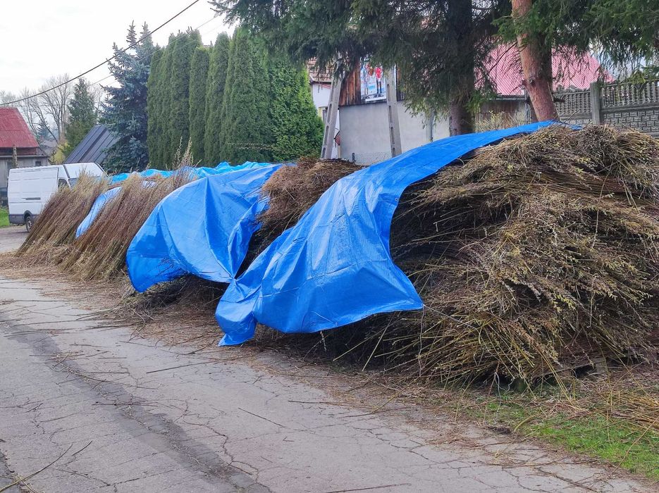 Wiklina amerykanka sucha nie sortowana.